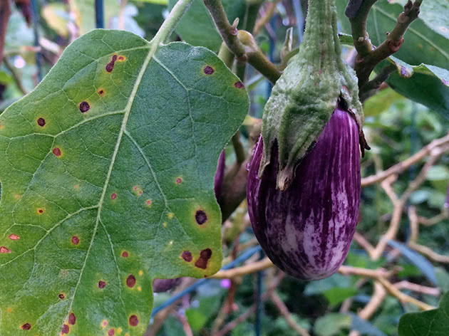 Så eggplantfrø til frøplanter i mars