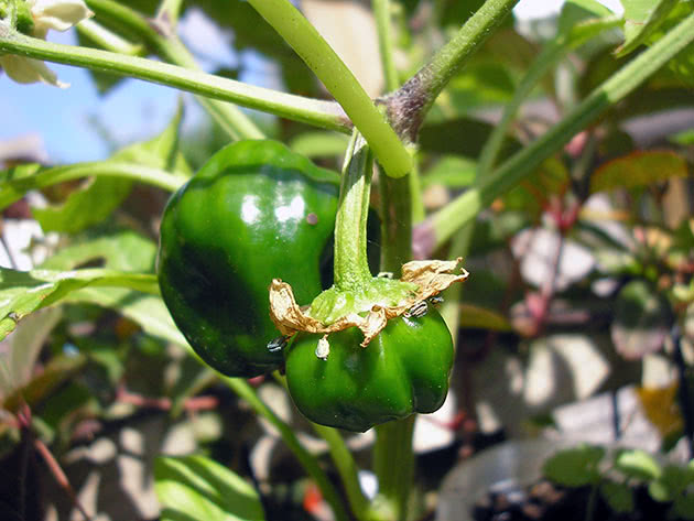 Så pepperfrø til frøplanter i mars