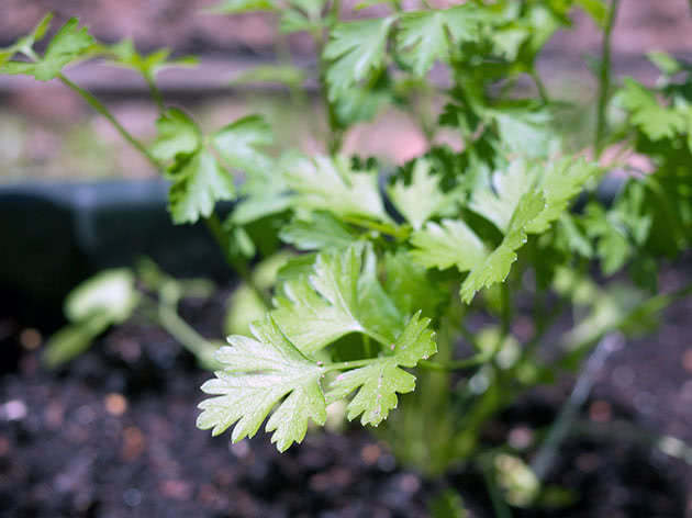 Plante persille for frøplanter i mars