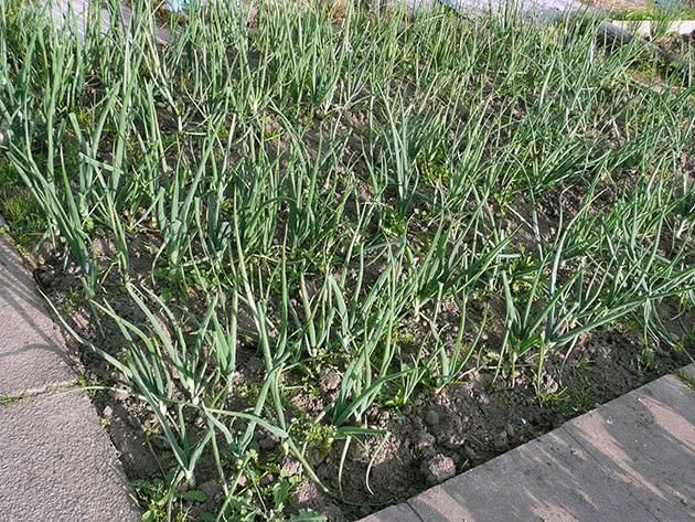 Planting og stell av sjalottløk i hagen