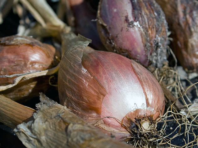 Hvordan plante og ta vare på sjalottløk