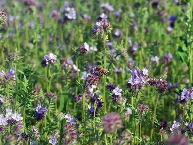 Phacelia grønn gjødsel