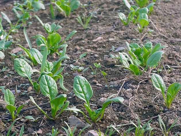 Plante og ta vare på spinat i hagen