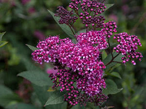 Dyrker japansk spirea i hagen