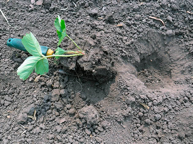 Høstplanting av jordbær - hvordan og når