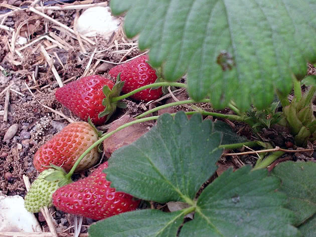 Plante jordbær om høsten og stell