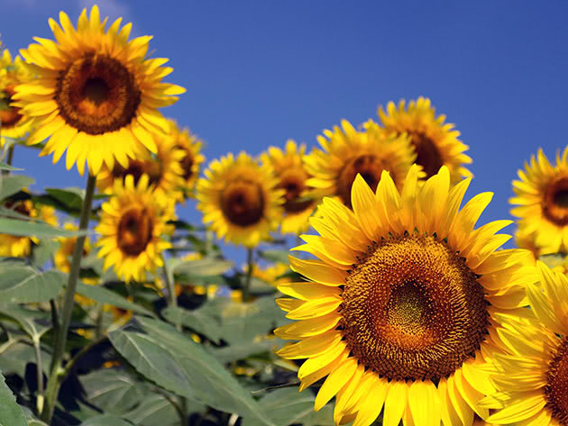 Planting og stell av solsikke