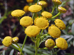 Tansy herb - hagedyrking