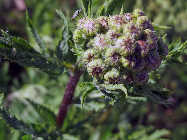 Voksende solskinn: planting og stell