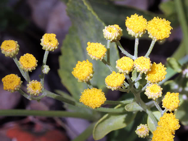 Balsamisk garnfarge (Tanacetum balsamita)