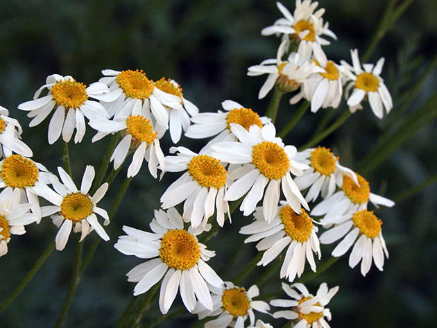 Skjoldbrunfarvet (Tanacetum corymbosum)