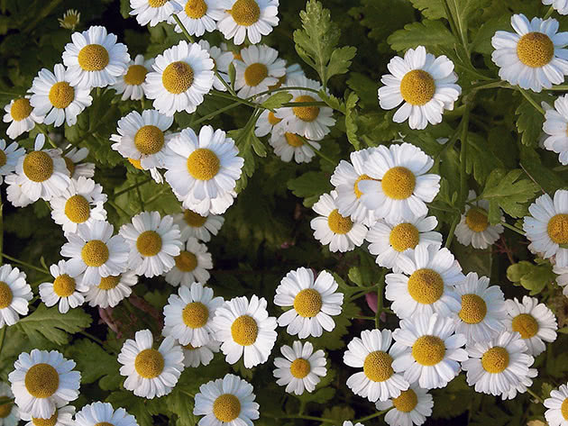 Jomfrubrun (Tanacetum parthenium)