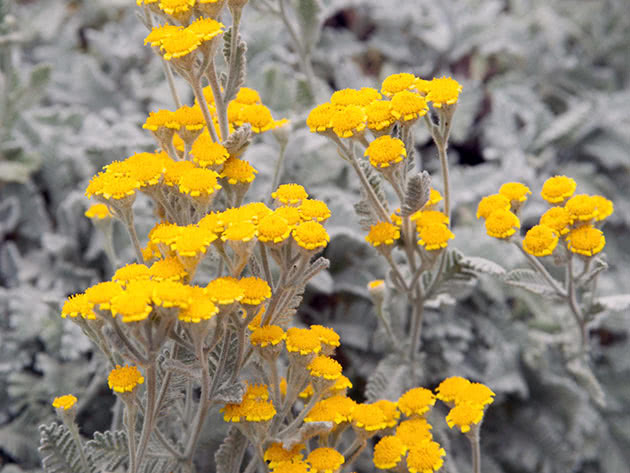 Tett solbrunhet (Tanacetum densum)