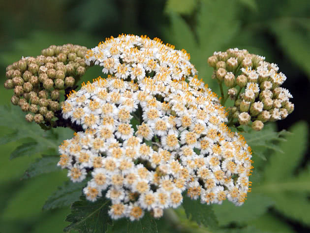 Storbladet solsikke (Tanacetum macrophyllum)