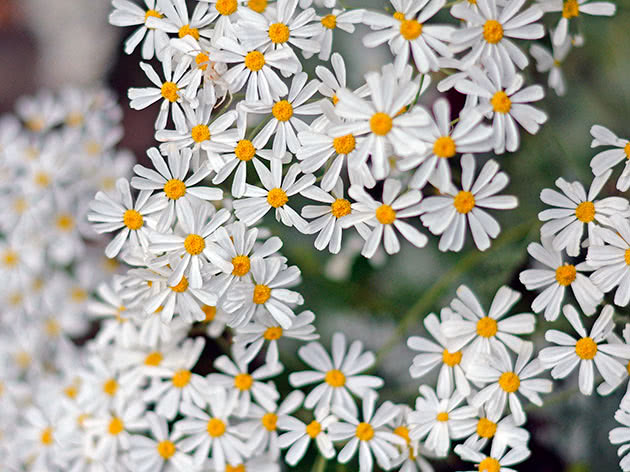 Mahulja kihavica (Tanacetum ptarmiciflorum)