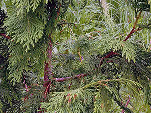 Thuja plante