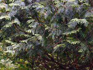 Vokser thuja western i hagen