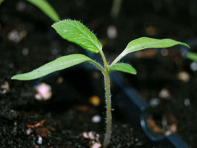 Hvordan vokse tomatplanter riktig