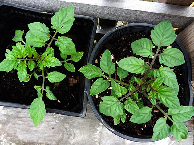 Når skal man så tomatfrø til frøplanter hjemme