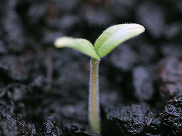 Hvordan dyrke tomatplanter i kassetter og tabletter