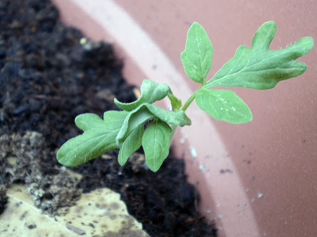 Omsorg for tomatplanter hjemme