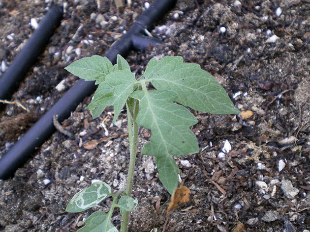 Plante tomatplanter i åpen mark