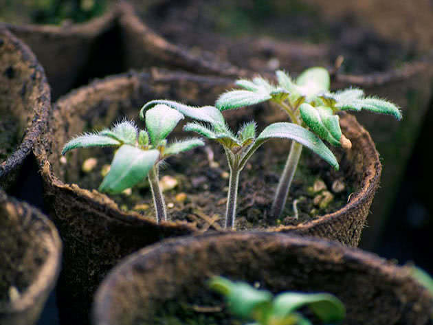 Betingelser for dyrking av tomatplanter