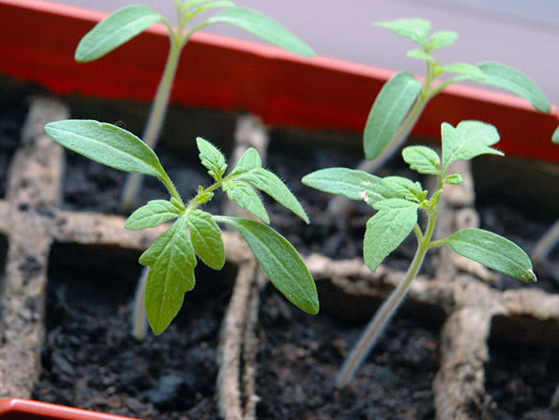 Vanning og fôring av tomatplanter i det åpne feltet