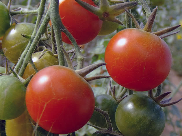 Tomatene synger på bushen