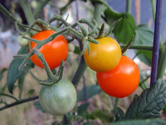 Hvordan plante og ta vare på tomatplanter