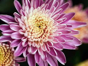 Chrysanthemum blomst