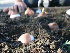 Høstplanting av tulipaner