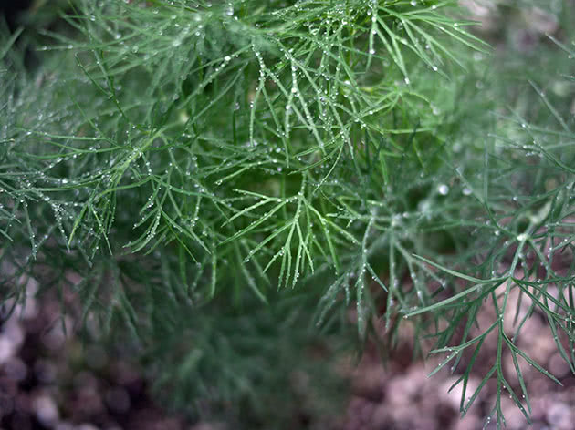 Planter dill i åpen mark i mars