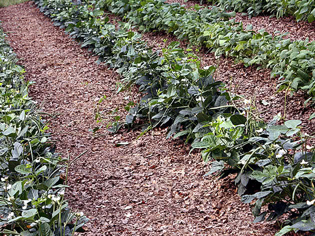 Så vegetabilsk frø i mars i åpen mark