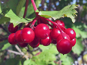 Viburnum treet