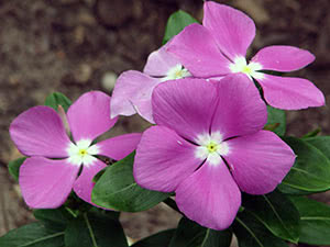 Plant periwinkle