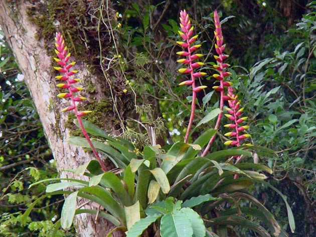 Papegøye Vriesea (Vriesea psittacina)