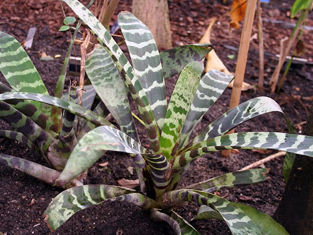 Vriesea strålende, eller vakker (Vriesea splendens)