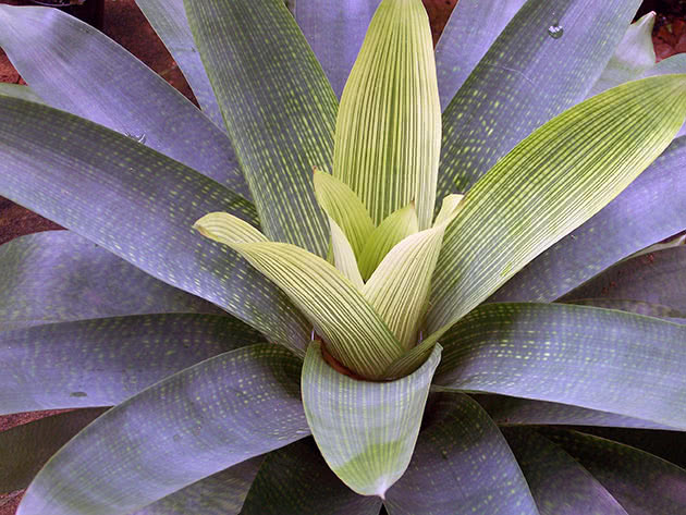 Giant Vriesea (Vriesea gigantea)