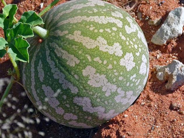 Vannmelonbær i hagen