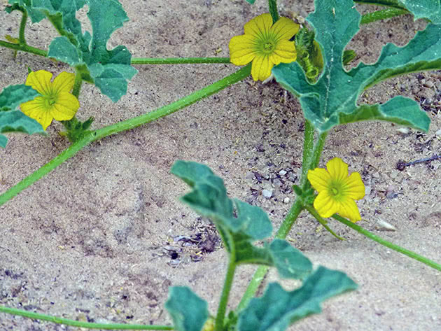 Hvordan vannmelon blomstrer i hagen