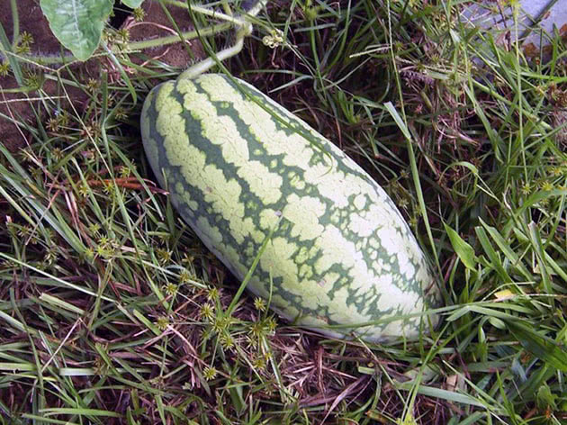 Lang vannmelon