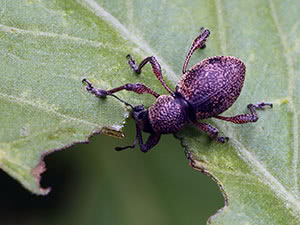 Weevil skadedyr - hvordan kjempe i hagen