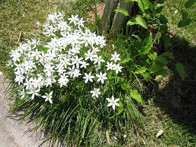 Plantering og stell av acidantera i det åpne feltet