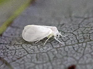 Whitefly - hvordan kjempe i hagen