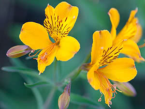 Alstroemeria plante - vokser i hagen