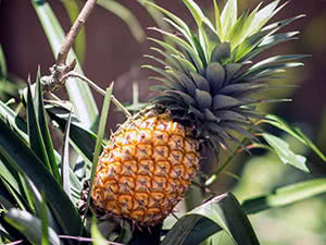 Innendørs ananas