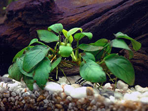 Anubias plante: hjemmepleie