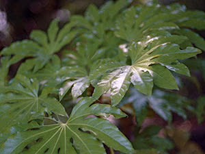 Aralia plante: planting og stell i det åpne feltet