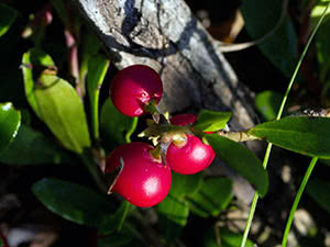 Bearberry bær - planting og stell